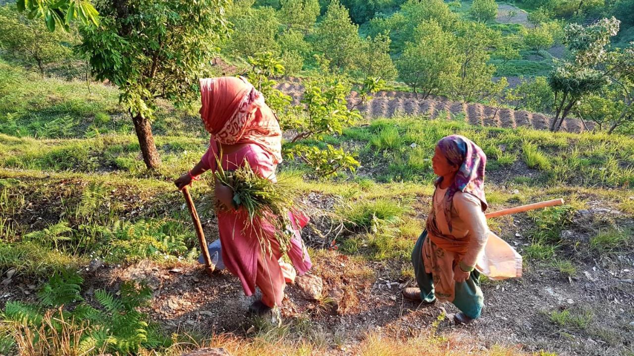 Namastay Himalayas, كاناتال المظهر الخارجي الصورة